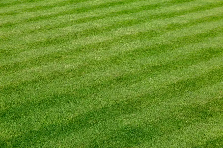How To Achieve A Perfectly Manicured Lawn With Expert Help Bronx, NY How To Achieve A Perfectly Manicured Lawn With Expert Help Bronx, NY
