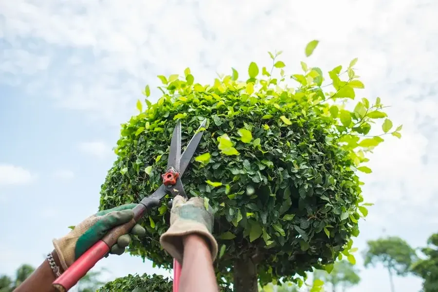 Key Benefits Of Regular Bush Trimming For Your Yard in Bronx, NY Key Benefits Of Regular Bush Trimming For Your Yard in Bronx, NY