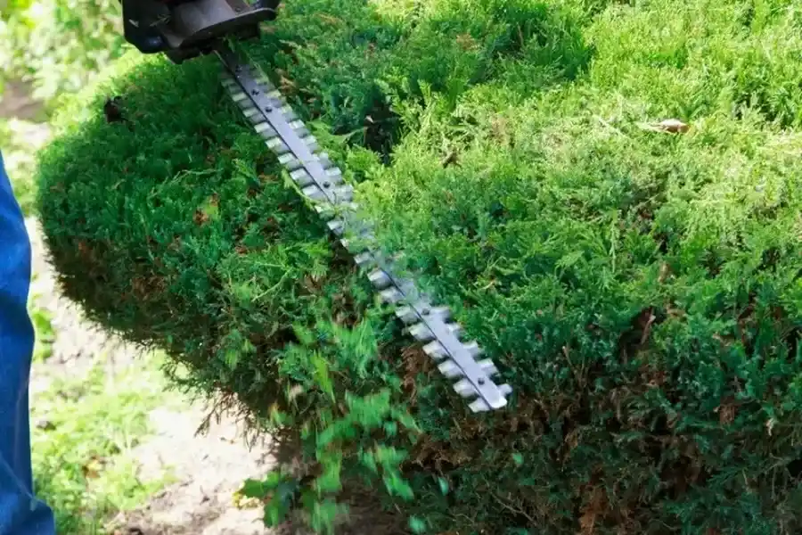 Premium Bush Trimming Bronx, NY Premium Bush Trimming Bronx, NY