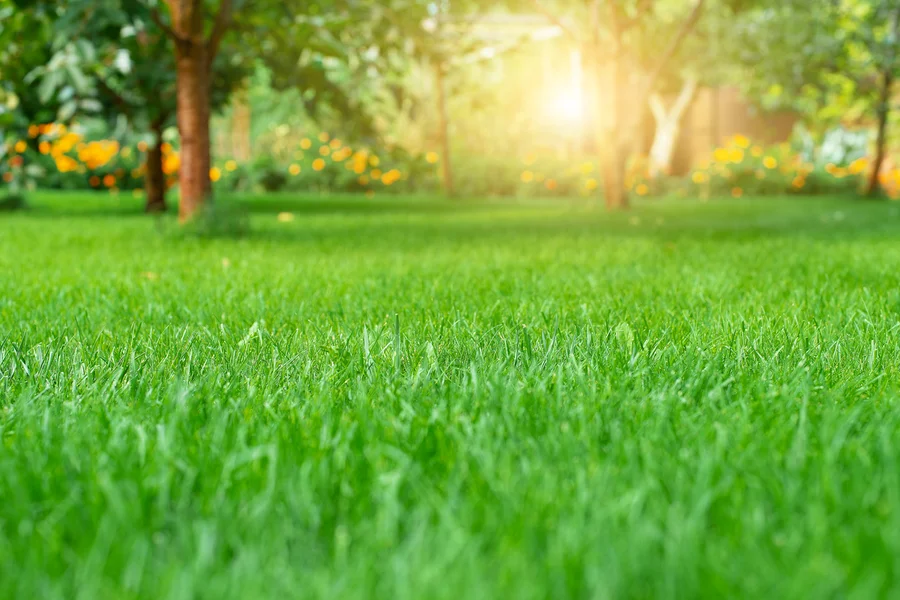Understanding The Role Of Soil Health In Lawn Care Success Bronx, NY Understanding The Role Of Soil Health In Lawn Care Success Bronx, NY